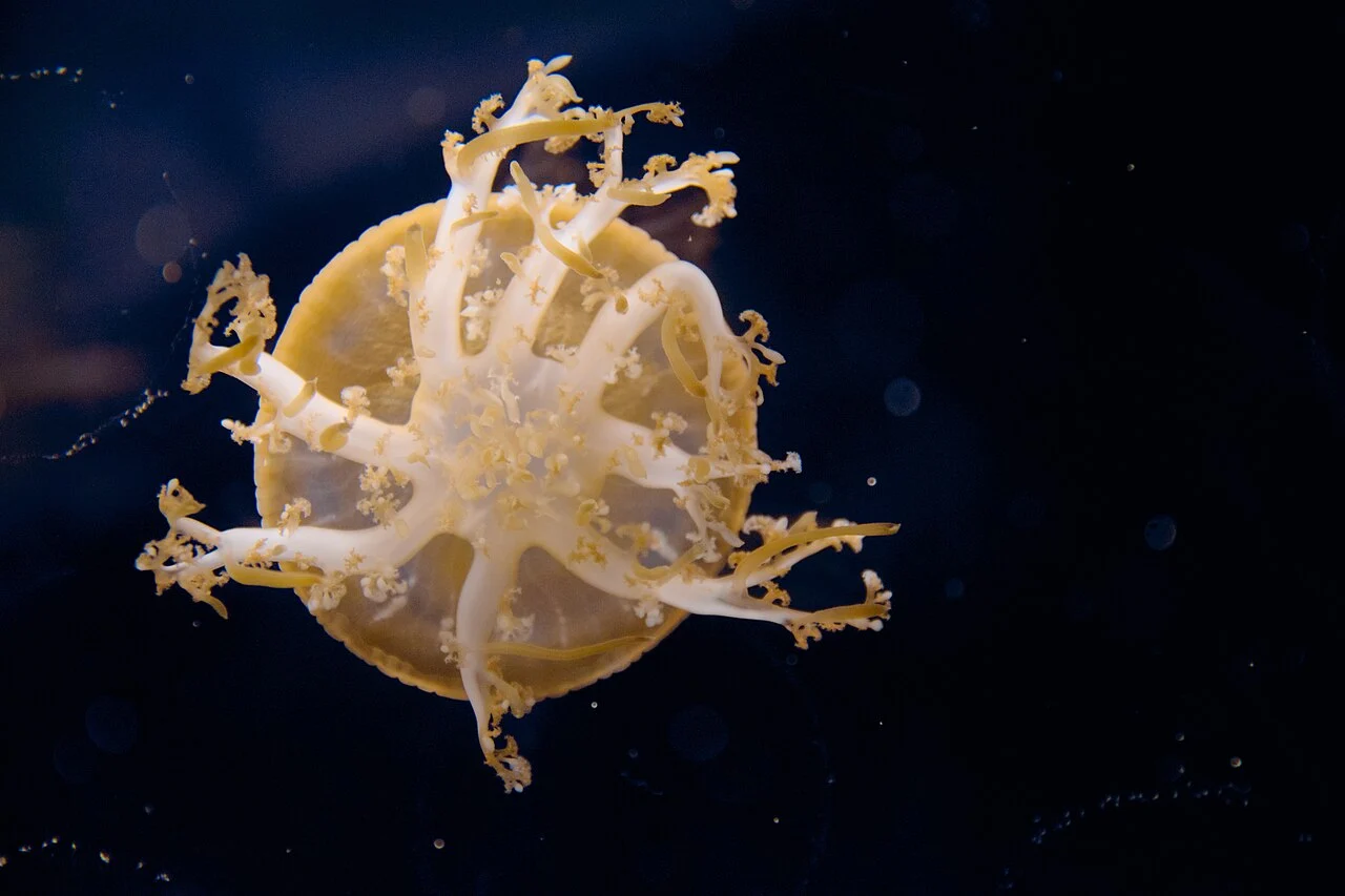 Jellyfish exhibit at Kaiyukan