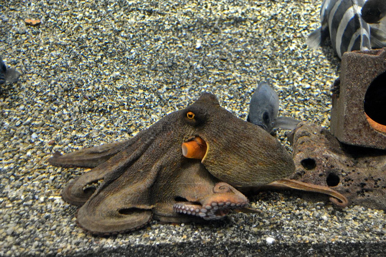 An octopus exhibit at Kaiyukan
