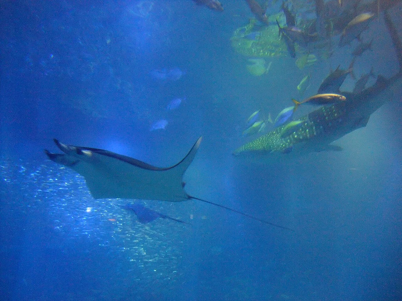 Whale shark and ray in Kaiyukan’s large tank