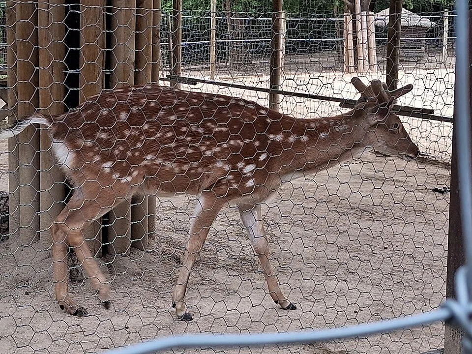 Archival deer behind a Seoul Forest fence