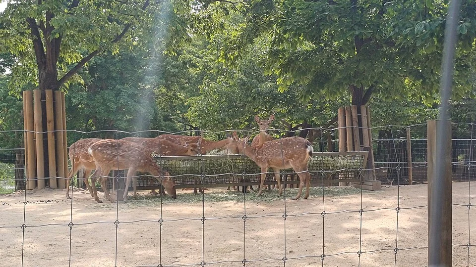 Seoul Forest deer enclosure in2025